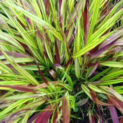 Hakonechloa macra Beni kaze